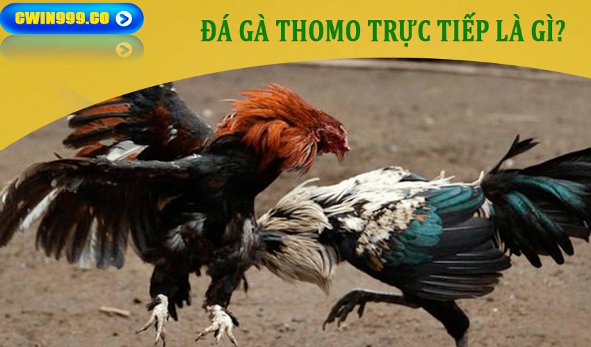 Đá gà Thomo trực tiếp là gì?