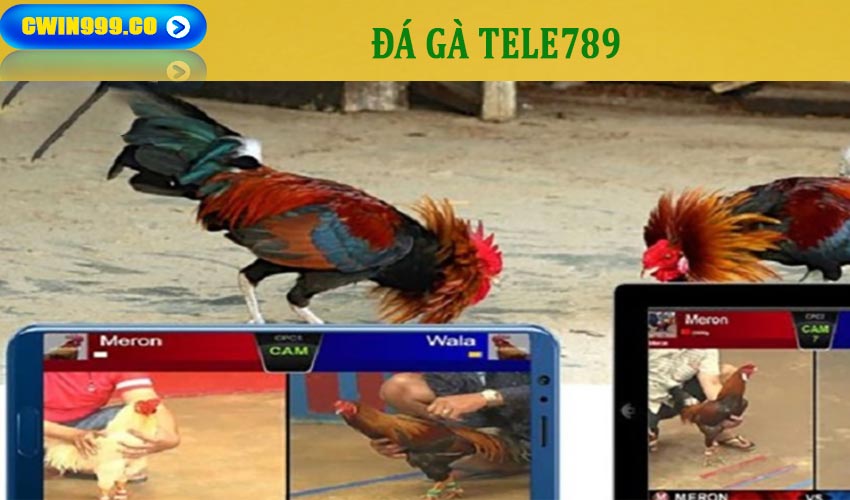 Đá gà thomo trực tiếp tại nhà cái tele789