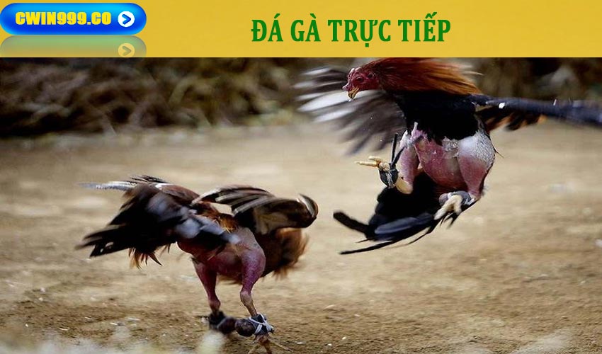 Sự hấp dẫn của cá cược đá gà trực tiếp