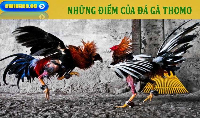 Những điểm thu hút của đá gà thomo trực tiếp là gì?