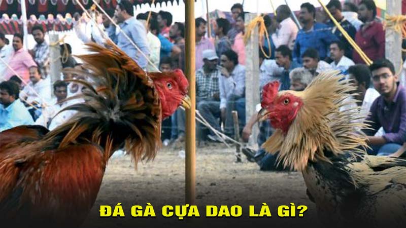 Đá gà cựa dao là gì?