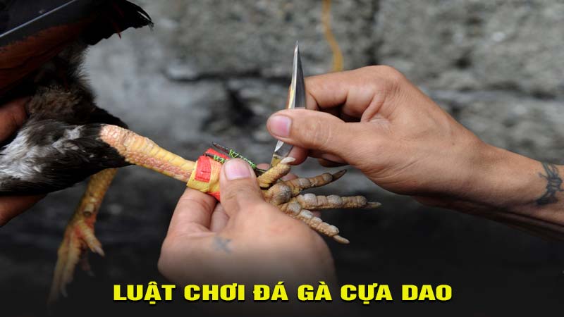 Luật chơi đá gà cựa dao đầy đủ cho người mới