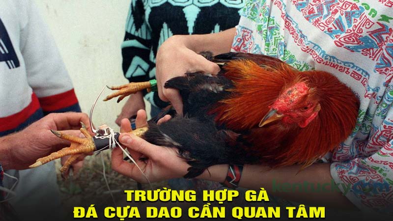 Trường hợp gà đá cựa dao cần quan tâm