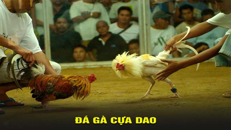 Đá gà cựa dao